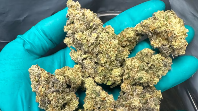 A gloved hand holding several large, frost-covered cannabis nuggets with bright orange hairs, showcasing high-quality product for cannabis NB shoppers.