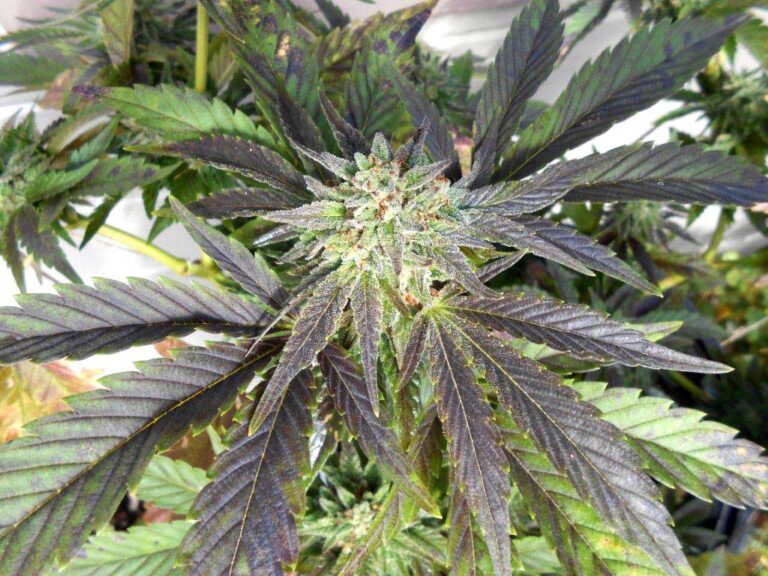 A maturing cannabis flower with serrated green and purple leaves, showcasing the fresh quality of weed delivery services in PEI.