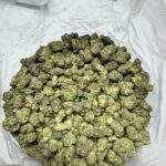 Blue Lobster Smalls g