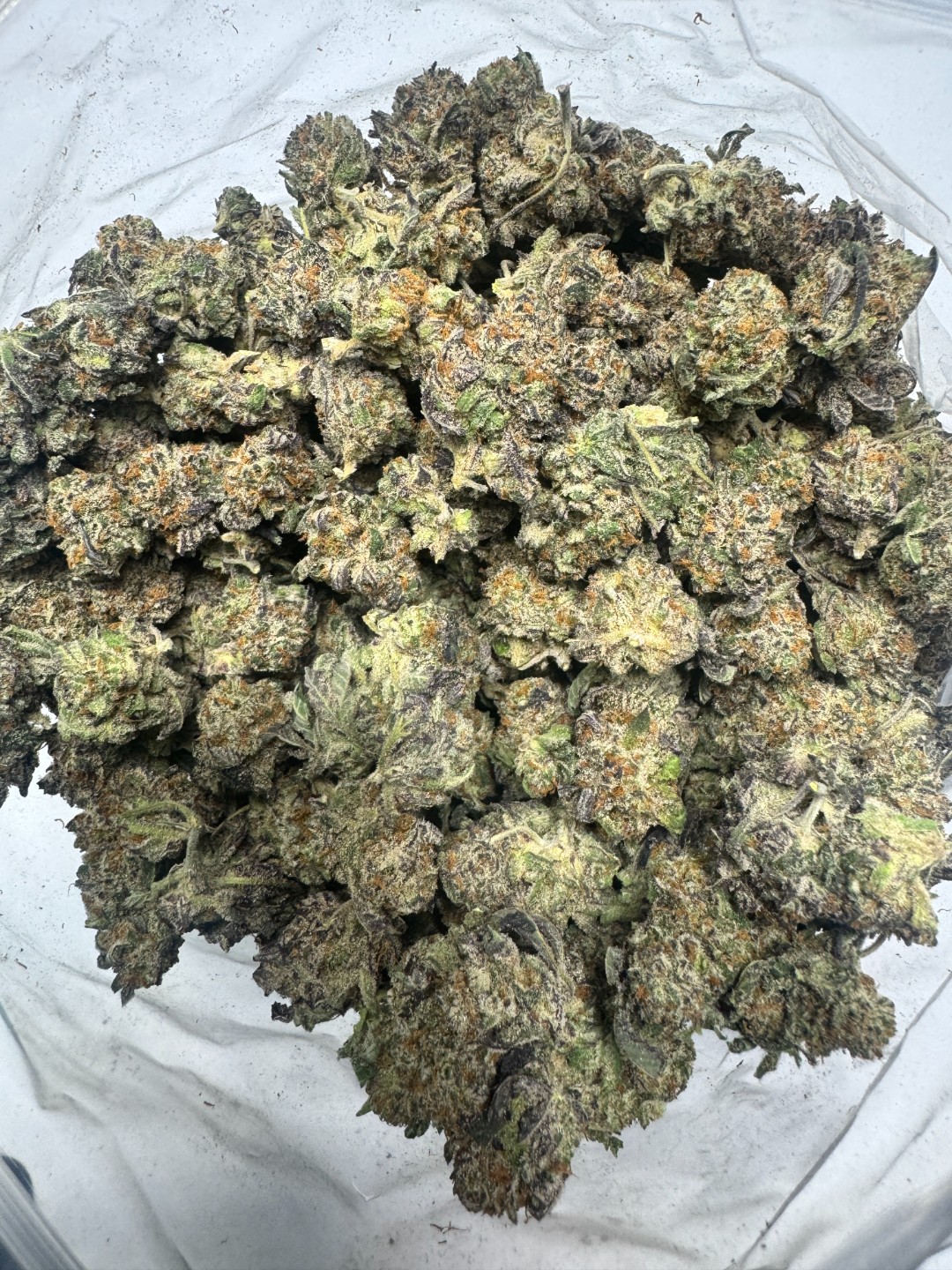 Platinum Gelato nf 9-22-26 Platinum Gelato g - Image 1